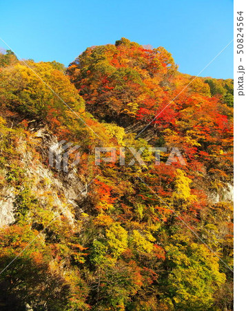 奥秩父　金蔵落としの渓流 50824564