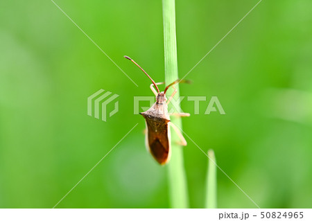 ホシハラビロヘリカメムシ 50824965
