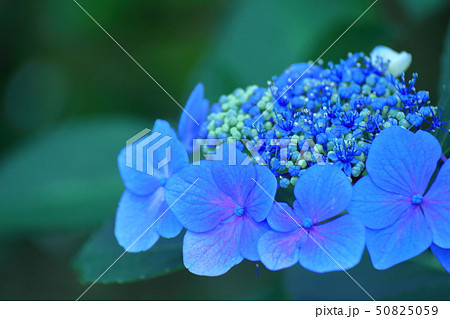 雨に濡れて咲く 50825059