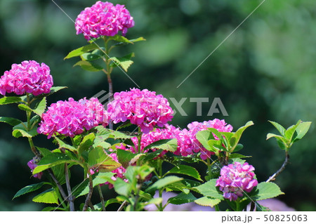 雨に濡れて咲く 50825063