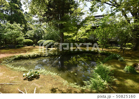 広隆寺 上宮王院太子殿北の庭園 広隆寺 上宮王院太子殿北の庭園 50825160
