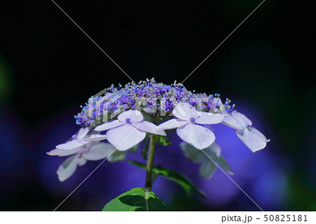 雨に濡れて咲く 雨に濡れて咲く 50825181