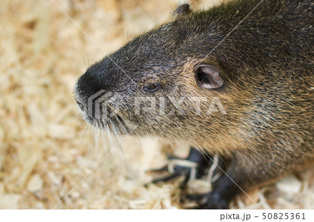 A large nutria sits on a wooden sawdust A large nutria sits on a wooden sawdust 50825361