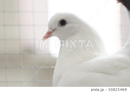 Beautiful white pigeon with a pink beak Beautiful white pigeon with a pink beak 50825469