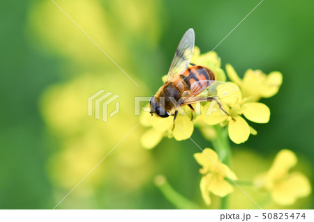 ナミハナアブ 50825474