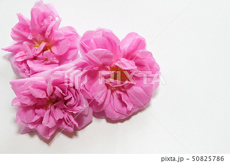 ダマスクローズ 50825786