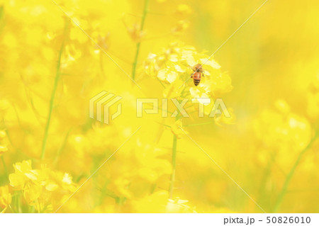 菜の花と蜜蜂 50826010