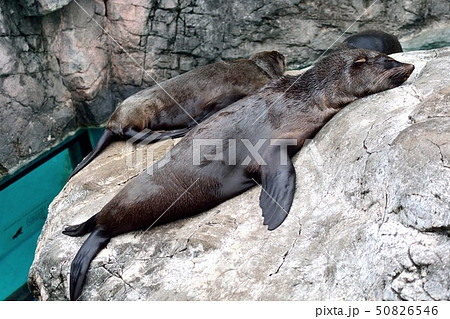 眠るミナミアフリカオットセイ の写真素材