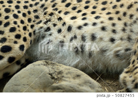 チーターのお腹アップ 50827455