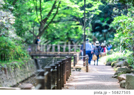 東京　春の等々力渓谷 50827505