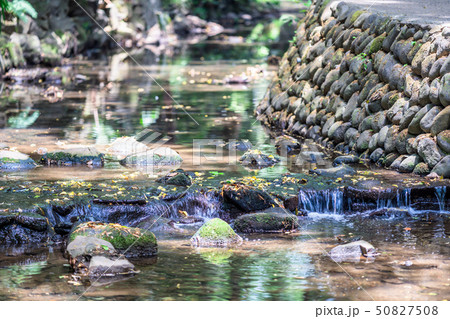 東京 春の等々力渓谷 東京 春の等々力渓谷 50827508