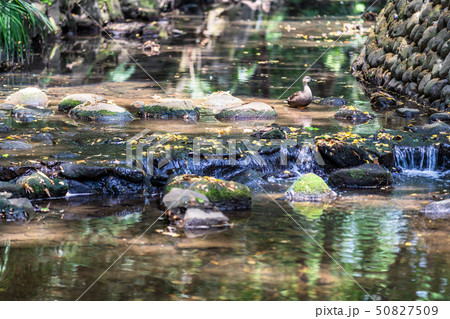 東京　春の等々力渓谷 50827509