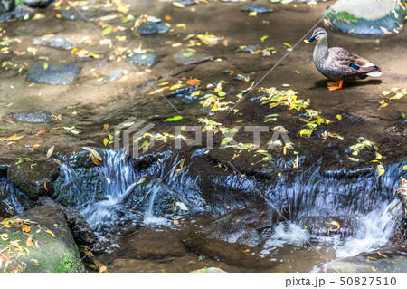 東京 春の等々力渓谷 東京 春の等々力渓谷 50827510