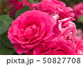 厚木市 相模川ローズガーデン 薔薇 50827708