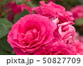 厚木市 相模川ローズガーデン 薔薇 50827709