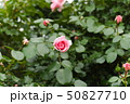 厚木市 相模川ローズガーデン 薔薇 50827710