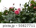 厚木市 相模川ローズガーデン 薔薇 50827711