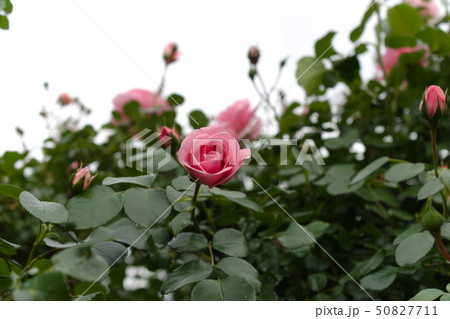 厚木市 相模川ローズガーデン 薔薇 厚木市 相模川ローズガーデン 薔薇 50827711