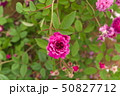 厚木市 相模川ローズガーデン 薔薇 50827712