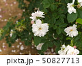 厚木市 相模川ローズガーデン 薔薇 50827713