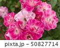 厚木市 相模川ローズガーデン 薔薇 50827714