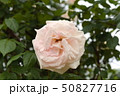 厚木市 相模川ローズガーデン 薔薇 50827716