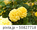 厚木市 相模川ローズガーデン 薔薇 50827718
