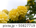 厚木市 相模川ローズガーデン 薔薇 50827719