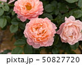 厚木市 相模川ローズガーデン 薔薇 50827720