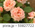 厚木市 相模川ローズガーデン 薔薇 50827722