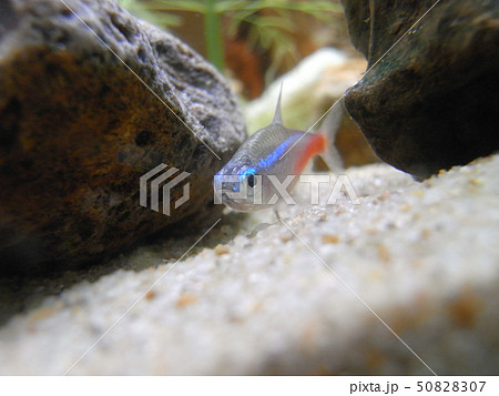 水槽を泳ぐネオンテトラ 50828307