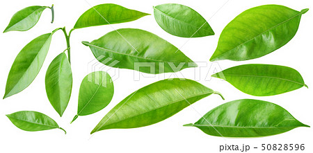Isolated leaves Isolated leaves 50828596