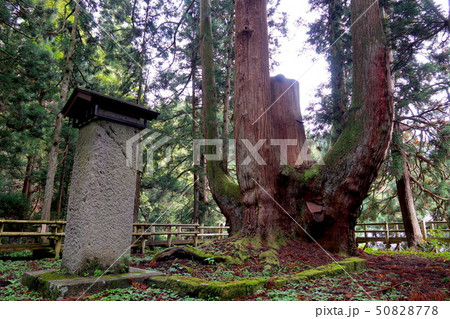 将軍杉（三川の将軍杉）　阿賀町 50828778