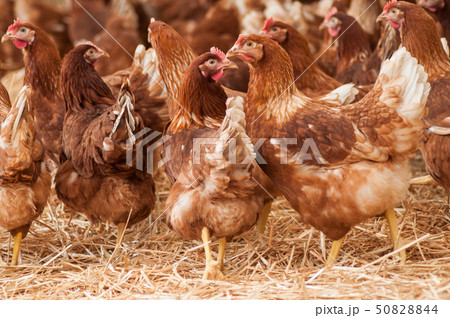 portrait of chicken in a Traditional free range portrait of chicken in a Traditional free range 50828844