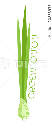 Green onion on white background Green onion on white background 50828933