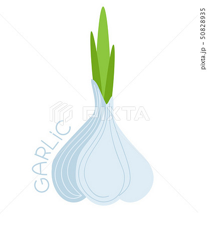 Garlic on white background Garlic on white background 50828935