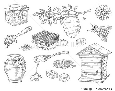 Hand drawn honey. Vintage bee honeycomb and honey jar sketch elements, doodle flowers and beeswax Hand drawn honey. Vintage bee honeycomb and honey jar sketch elements, doodle flowers and beeswax 50829243