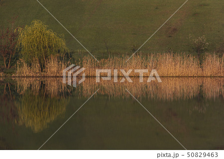 Sunny morning in the spring on the lake, reflection background 50829463