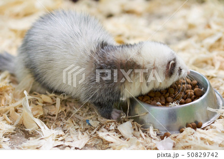Light gray ferret eats from the trough Light gray ferret eats from the trough 50829742