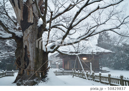 冬の加茂神社（新潟県） 50829837