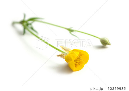 Closeup of yellow wild flowers on white background 50829986