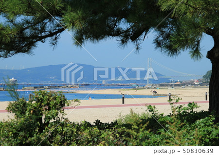 松林から神戸・須磨海水浴場と明石海峡大橋を望む 松林から神戸・須磨海水浴場と明石海峡大橋を望む 50830639