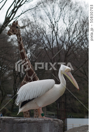 ペリカンとキリン 50830703
