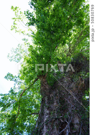新緑のムクノキ 50830769
