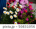 デイジー 開花 花 50831056