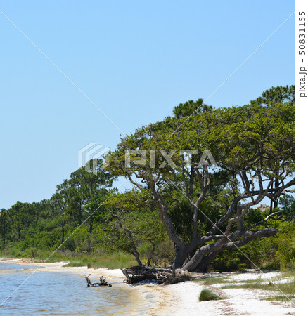 The coast of Gulf Breeze,Santa Rosa County Florida 50831155