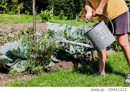Middle aged woman working hard on the vegetable 50831223