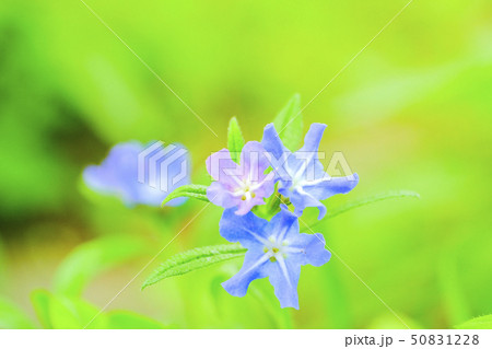 ホタルカズラ ホタルカズラ 50831228