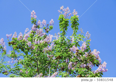 桐の花 桐の花 50831548