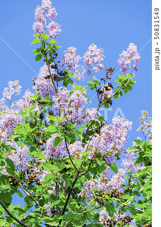 桐の花（縦） 50831549